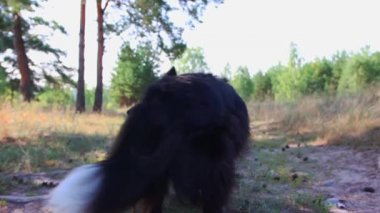 Büyük ve komik siyah ve beyaz eğitimli köpek emirle dönüyor.