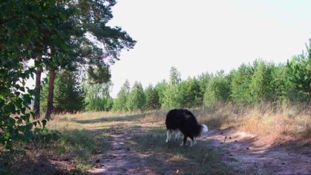 Nagy és vicces fekete-fehér kiképzett kutya örvénylik, és a hátsó lábain áll parancsra — Stock videók