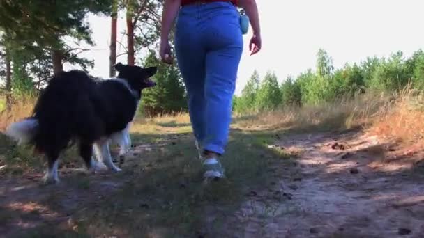 Μεγάλος καλά εκπαιδευμένος σκύλος που ακολουθεί τον θηλυκό αφέντη του — Αρχείο Βίντεο