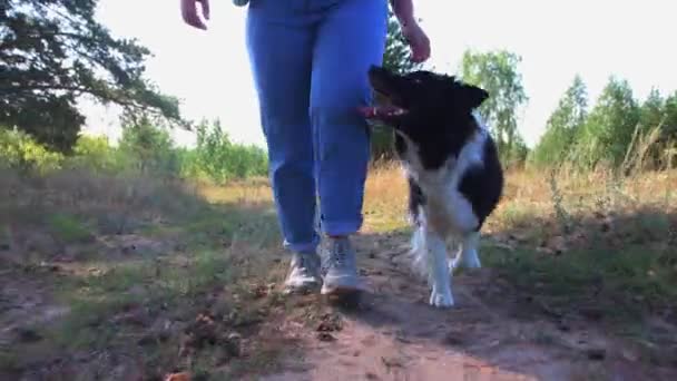 Big well trained loyal dog following its female owner — Stock Video