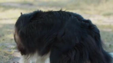 Büyük siyah ve beyaz eğitimli köpek dışarıda oynaşıyor.