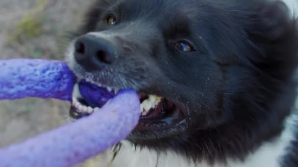 Grande negro y blanco entrenado perro rechinar sus dientes en un juguete — Vídeos de Stock