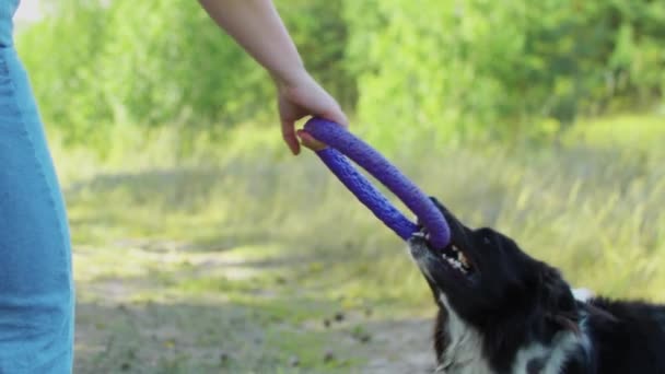 Grande negro y blanco entrenado perro rechinar sus dientes en un juguete y tira de sí mismo — Vídeos de Stock