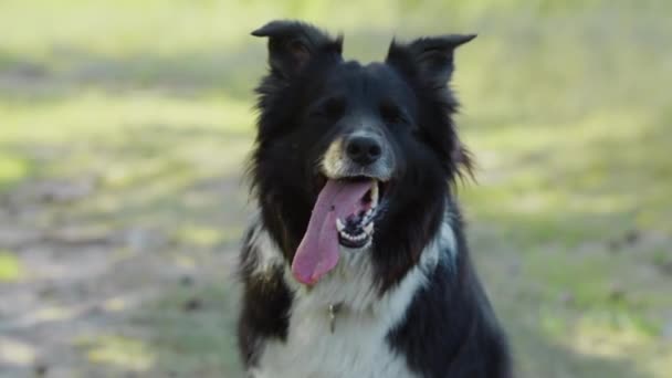 Μεγάλο μαύρο και άσπρο εκπαιδευμένο σκυλί κάθεται με μια γλώσσα έξω — Αρχείο Βίντεο