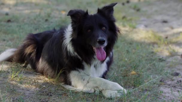 Großer schwarz-weiß trainierter Hund liegt mit ausgestreckter Zunge auf dem Boden — Stockvideo