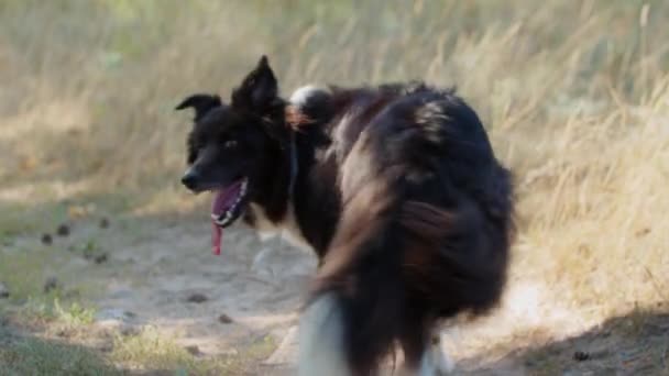 Großer dressierter Hund verspielt im Freien — Stockvideo