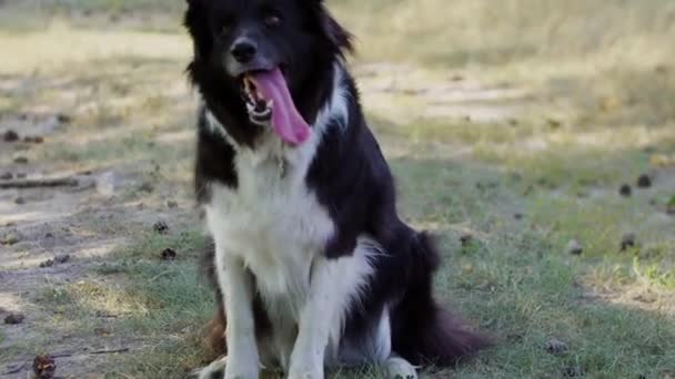 Duży czarny i biały wyszkolony pies działa zabawy na świeżym powietrzu - stoi na tylnych nogach — Wideo stockowe