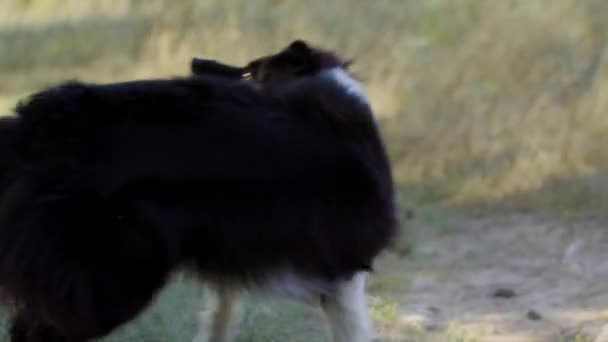 Duży czarny i biały wyszkolony pies wirujący na rozkaz — Wideo stockowe