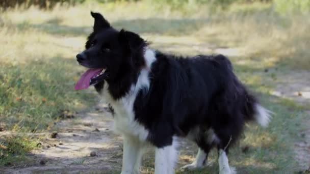 Büyük siyah ve beyaz eğitimli köpek oyuncu davranıyor ve emir üzerine havlıyor. — Stok video