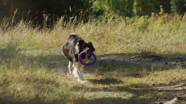 Duży czarny i biały pies zwraca wyrzuconą zabawkę z powrotem — Wideo stockowe