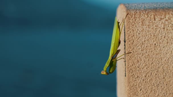 La mantis religiosa verde se sienta en una jamba de hormigón en la calle y se arrastra hacia un lado — Vídeos de Stock