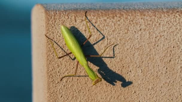 路上のコンクリートを這う緑の祈りのカマキリ — ストック動画