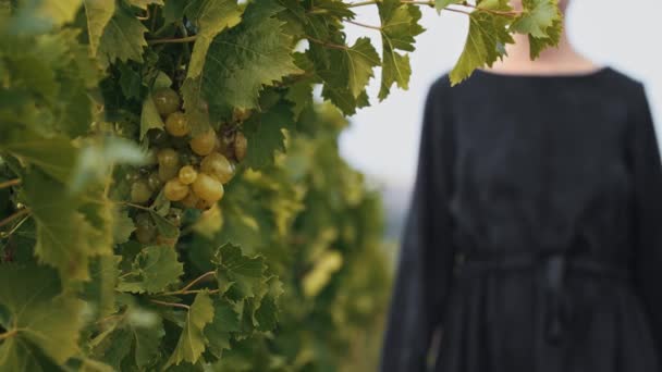 Giovane donna con dreadlocks cammina verso un rametto d'uva e lo esamina — Video Stock