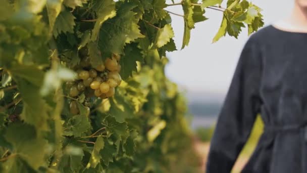 Молода жінка з дредлоками йде на гілочку винограду і витирає його — стокове відео