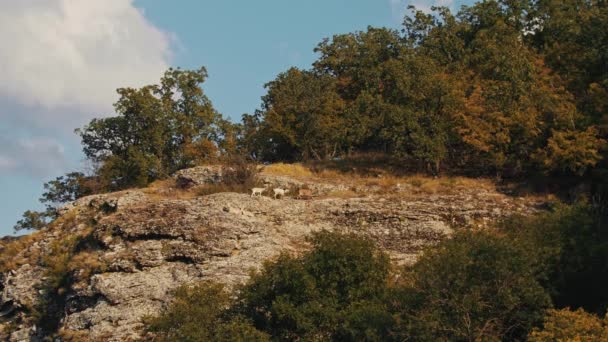 Tres cabras caminando sobre el acantilado de una montaña rocosa — Vídeo de stock