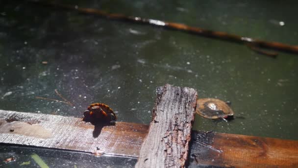 Tartarugas bonitos tentando subir na placa na água — Vídeo de Stock