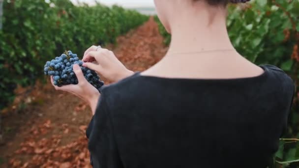 Junge Frau mit Dreadlocks spaziert in Weinberg und isst schwarze Trauben — Stockvideo