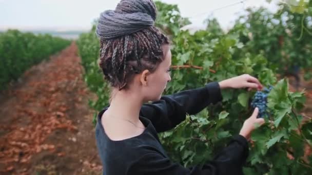 Jonge vrouw met dreadlocks wandelen in wijngaard - scheurt af en eet zwarte druiven — Stockvideo