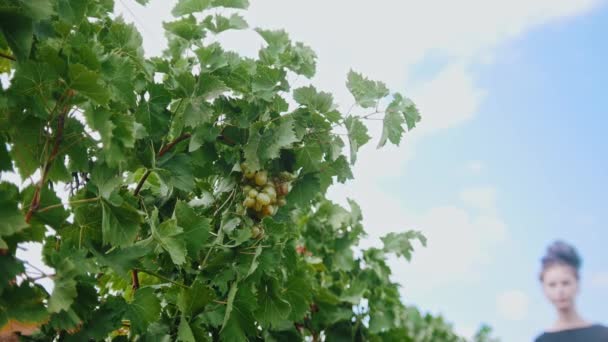 Mujer joven con rastas caminando en el viñedo - arranca uvas blancas de los arbustos — Vídeo de stock