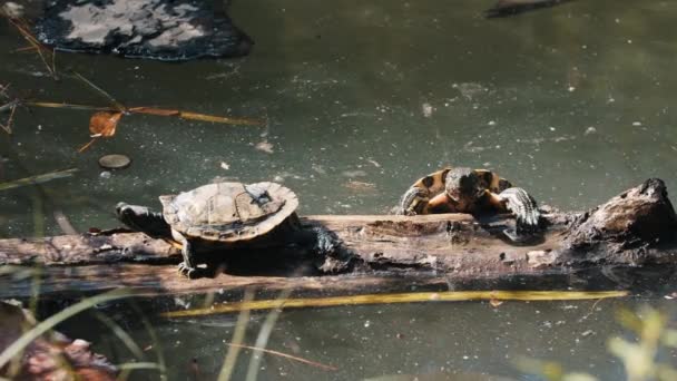 Skildpadder kravler på en log i søen – Stock-video