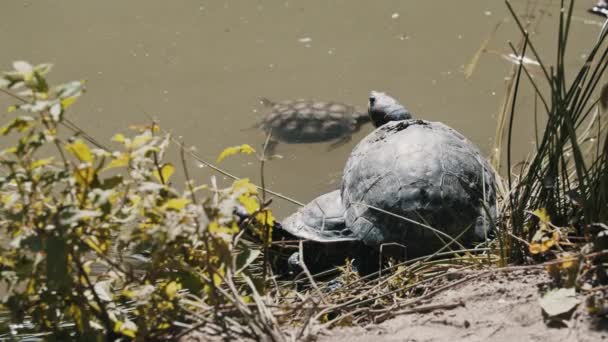 En skildpadde svømmer i en dam og andre sidder tæt på kysten – Stock-video