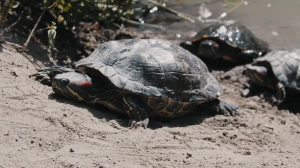 Skildpadder kravler ud fra dammen – Stock-video