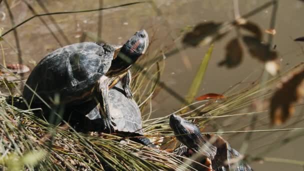 Skildpadder dase i solen nær dammen – Stock-video
