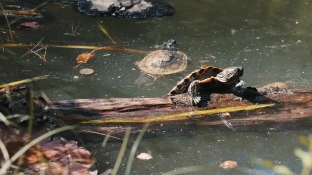 Skildpadder kravler på en log og svømmer i dammen – Stock-video