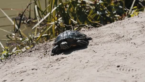 Una tortuga arrastrándose en la orilla del estanque — Vídeo de stock