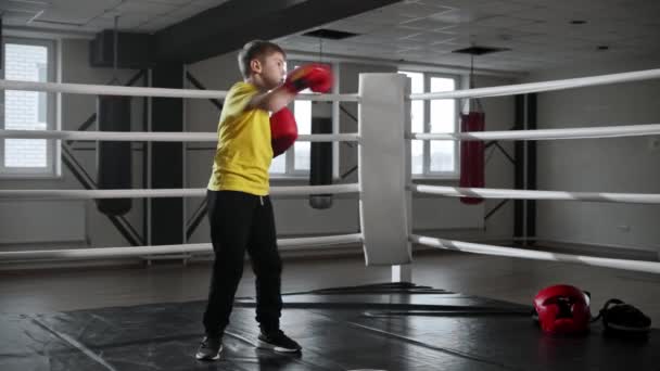Niño pequeño con guantes de boxeo de pie en el ring y realizando un boxeo en la sombra — Vídeos de Stock