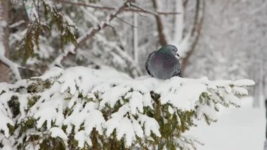Kışın bir dalda oturan güvercin uçup gider.