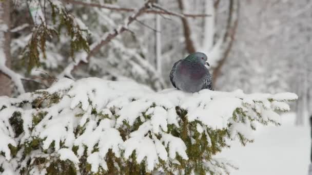 Pigeon sitting on a branch in winter then flies away — Stock Video