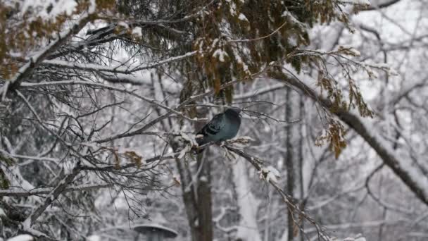 Pigeon sitting on a branch in winter — Stock Video