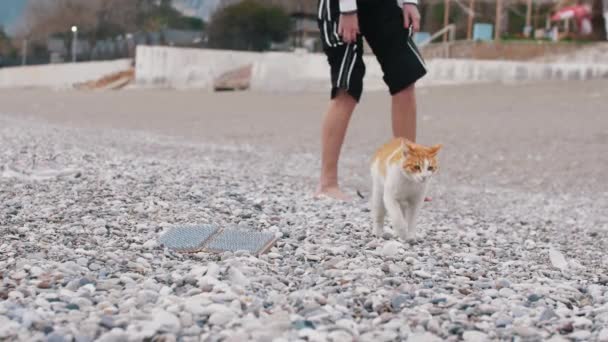 Gato Bonito Branco Laranja Caminha Seixos Praia Lado Meio Tiro — Vídeo de Stock
