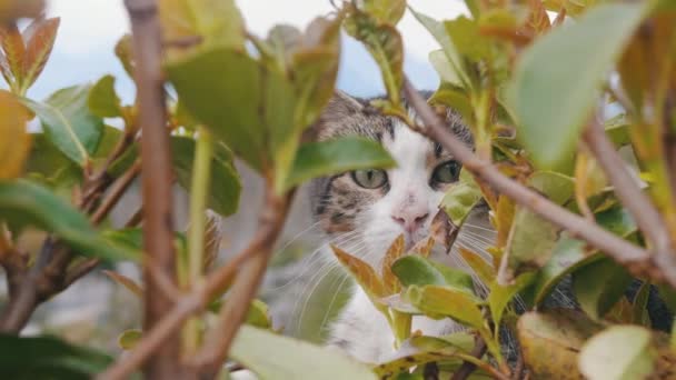 Nettes Katzengesicht Hinter Grünem Laub Mittelschuss — Stockvideo