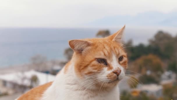 Pomarańczowy Kot Obolałymi Oczami Liże Kaganiec Środek Strzału — Wideo stockowe