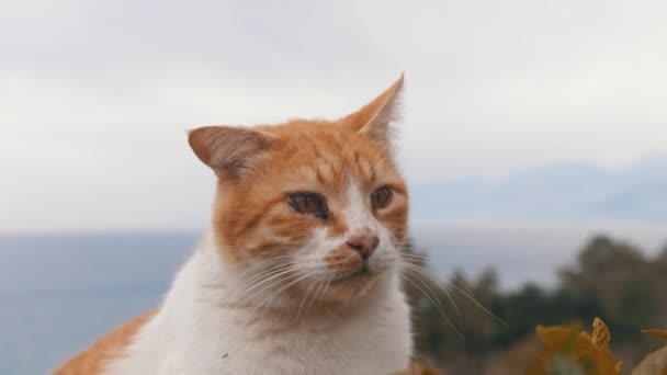 Pomarańczowy Kot Bolącymi Oczami Środek Strzału — Wideo stockowe