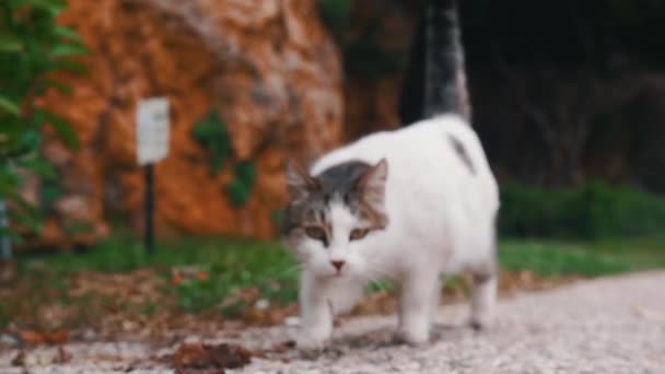 Roztomilá Pouliční Kočka Kráčí Ulici Střední Snímek — Stock video