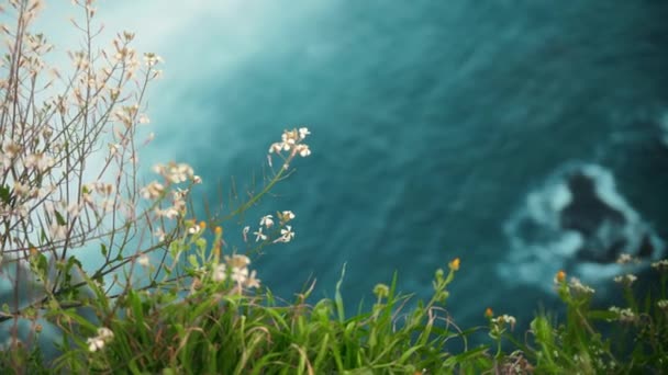 Groen Gras Bloemen Een Klif Bij Spetterende Zee Tussenschot — Stockvideo