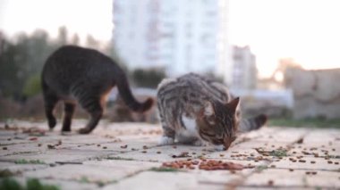 Şirin sokak kedileri sokağa saçılmış yiyecekler yerler. Orta çekim
