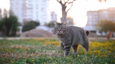 Caddedeki çimlerde tatlı gri kedi yürüyor. Orta çekim
