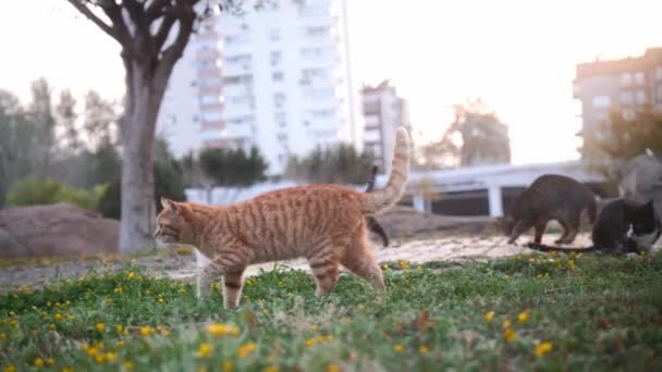 Gato Vadio Vermelho Sem Olho Caminha Grama Cercada Por Outros — Vídeo de Stock