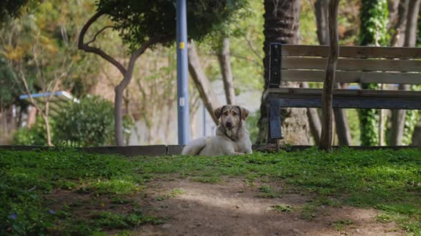 公園の芝生の上に犬が腰を下ろしている ミッドショット — ストック動画