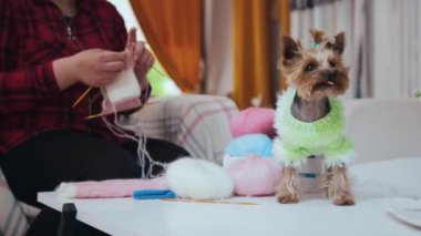 Yeşil kazak giymiş küçük bir köpek yavrusu masanın üzerinde duruyor ve arka planda örgü ören bir kadın. Orta çekim
