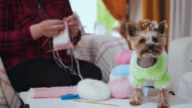 Yeşil kazak giymiş sakin bir köpek yavrusu masanın üzerinde duruyor ve arka planda örgü ören bir kadın. Orta çekim