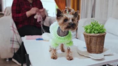 Yeşil kazak giymiş sakin küçük köpek masanın üzerinde duruyor ve arka planda örgü ören bir kadın. Orta çekim