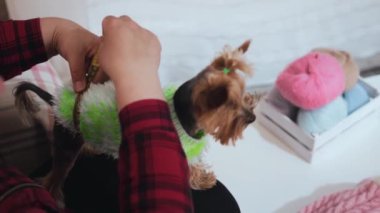 Sandalyede oturan ve yeşil kazak giymiş sakin köpek yavrusu Yorkshire Teriyeri 'nin vücudunu ölçen bir kadın. Orta çekim
