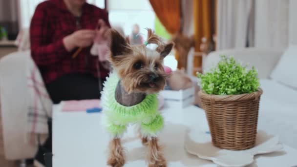 身着绿色毛衣的约克郡宠物狗站在桌子上 一个女人在背景上织毛衣 — 图库视频影像
