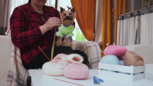 Kobieta Mierzy Ciało Yorkshire Terrier Pomocą Taśmy Środek Strzału — Wideo stockowe