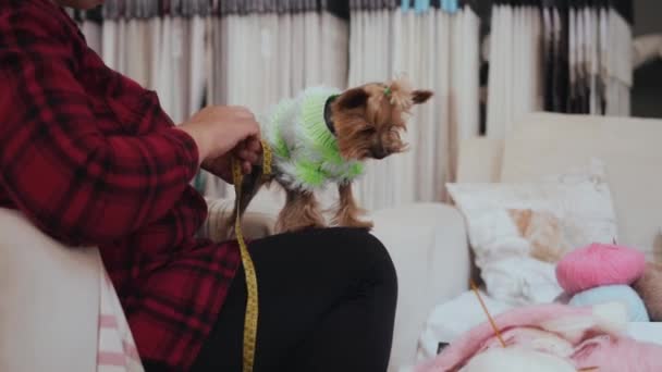 Egy Stúdióban Megméri Yorkshire Terrier Testét Zöld Pulóverben Középső Felvétel — Stock videók